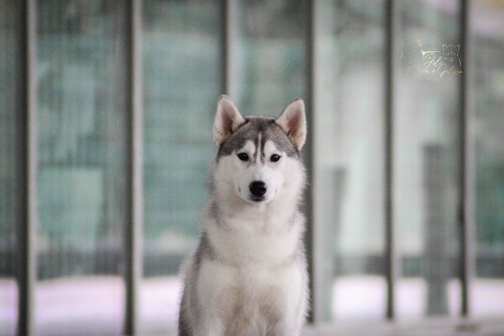 Touch the sky siberian of winter bel