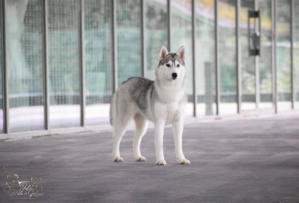 Touch the sky siberian of winter bel