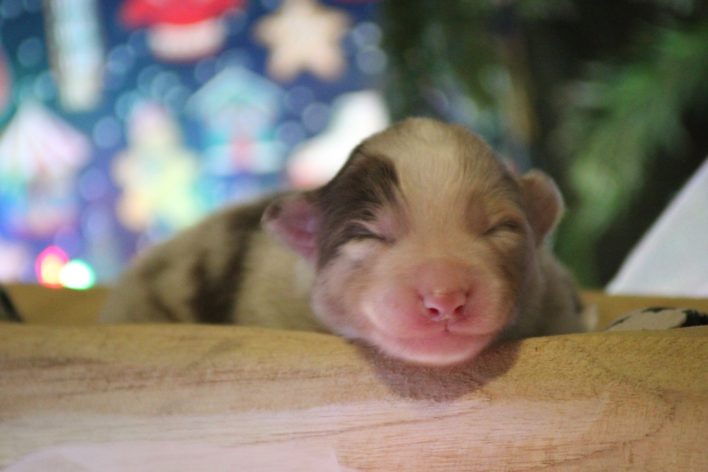 Du Joli Reve De Gelyna - Chiots disponibles - Berger Australien