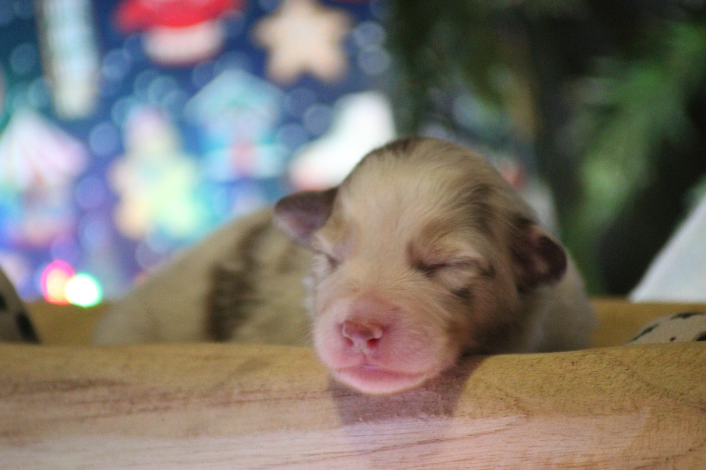 Du Joli Reve De Gelyna - Chiots disponibles - Berger Australien