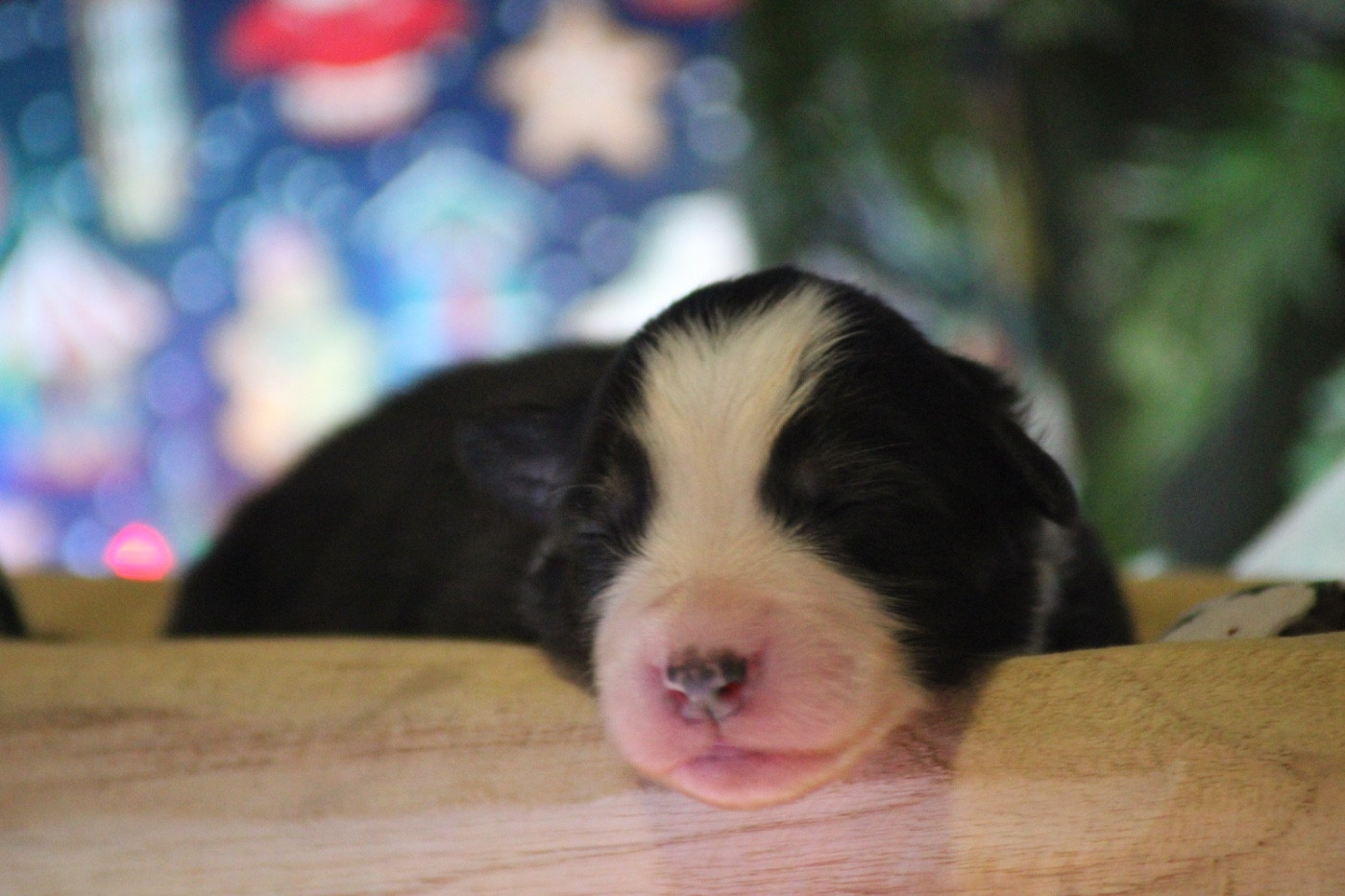 Du Joli Reve De Gelyna - Chiots disponibles - Berger Australien