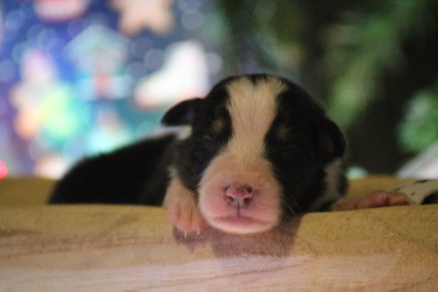 Du Joli Reve De Gelyna - Chiots disponibles - Berger Australien