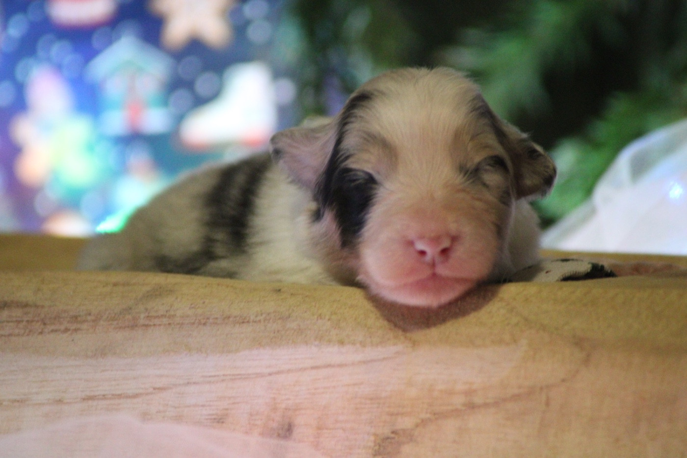 Du Joli Reve De Gelyna - Chiots disponibles - Berger Australien