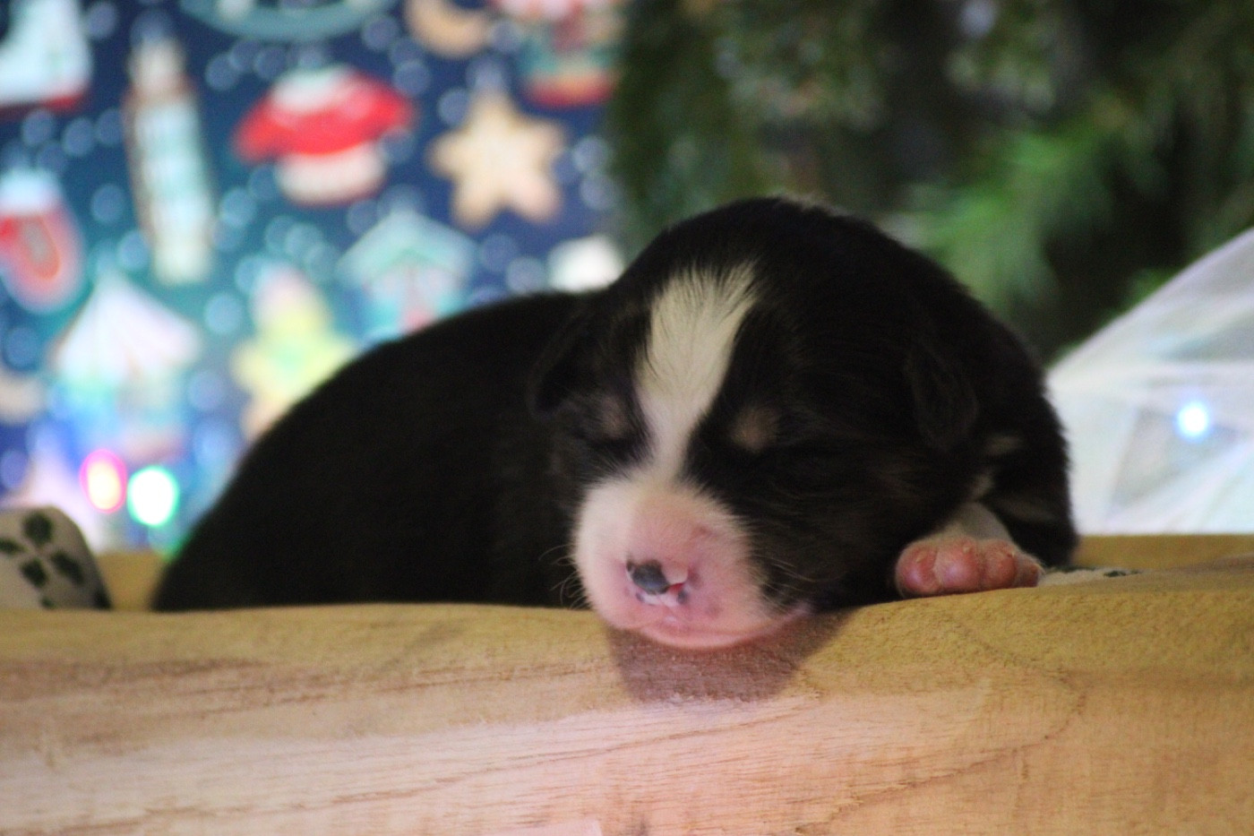 Du Joli Reve De Gelyna - Chiots disponibles - Berger Australien