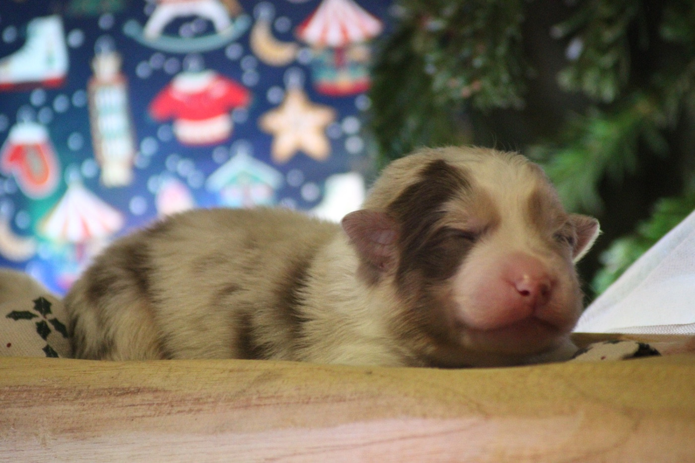 Du Joli Reve De Gelyna - Chiots disponibles - Berger Australien