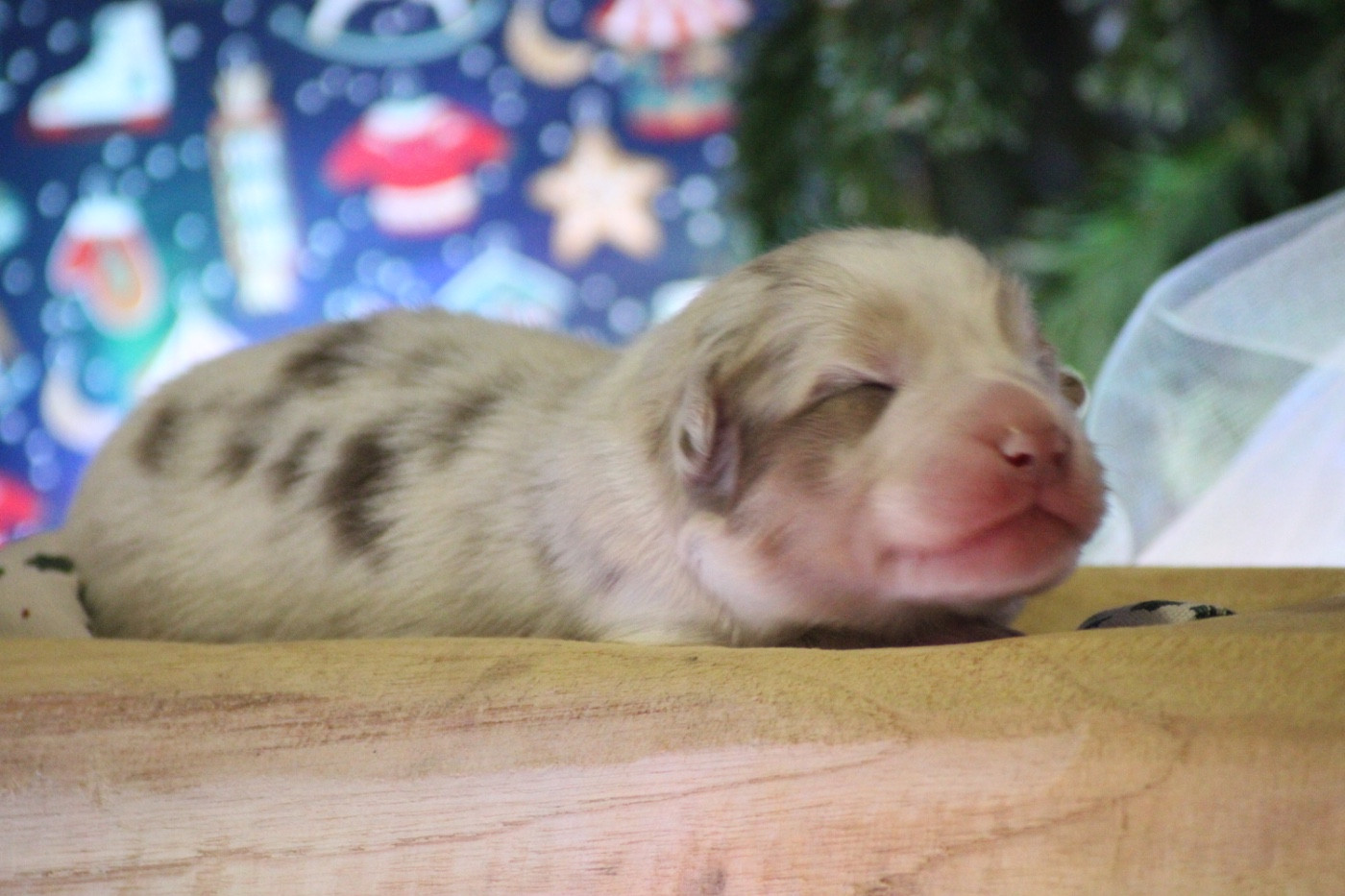 Du Joli Reve De Gelyna - Chiots disponibles - Berger Australien