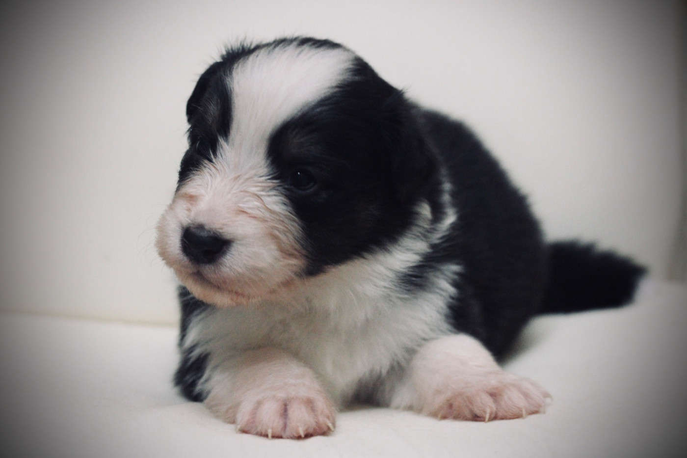 Du Joli Reve De Gelyna - Chiots disponibles - Berger Australien