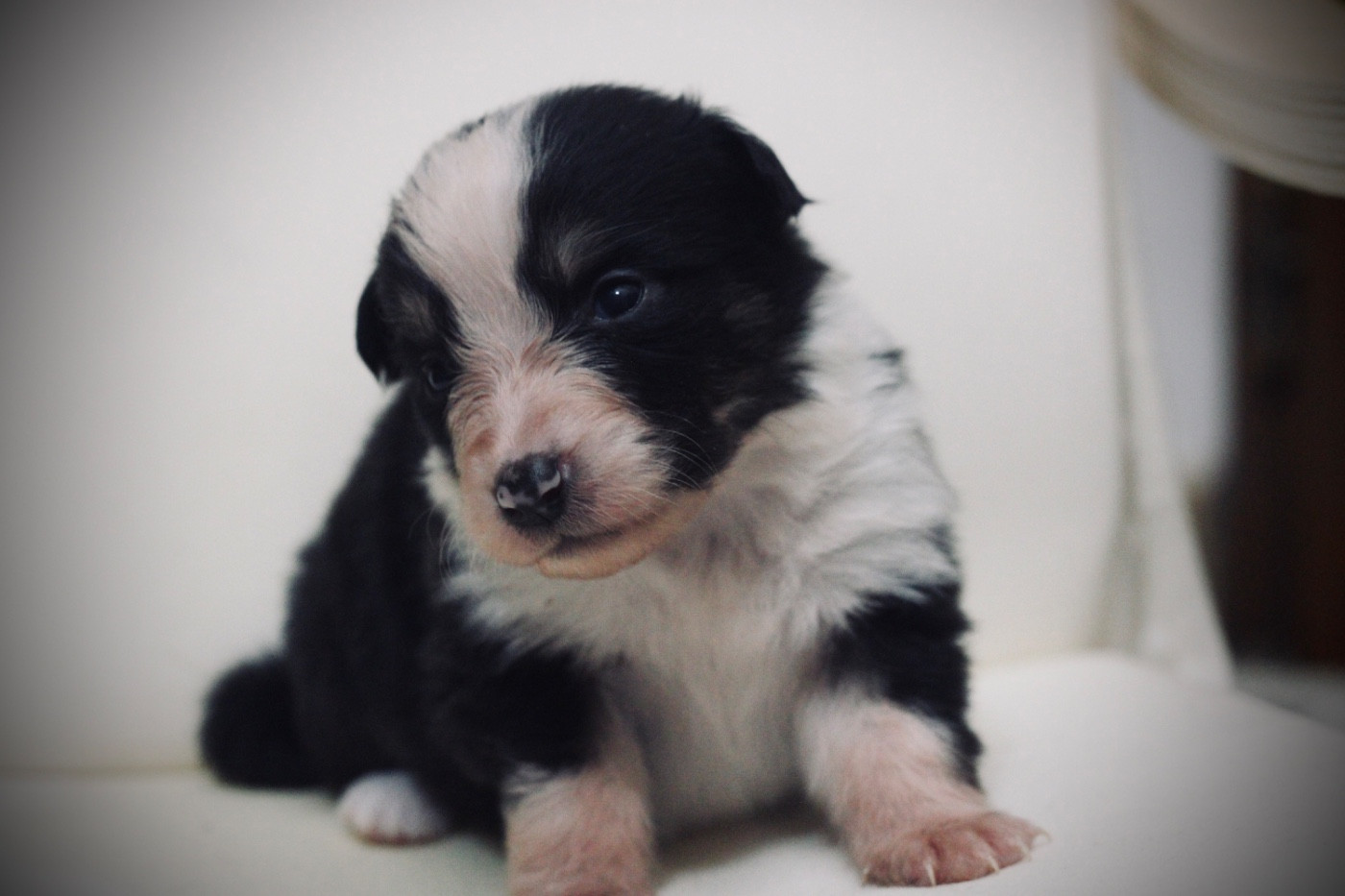 Du Joli Reve De Gelyna - Chiots disponibles - Berger Australien