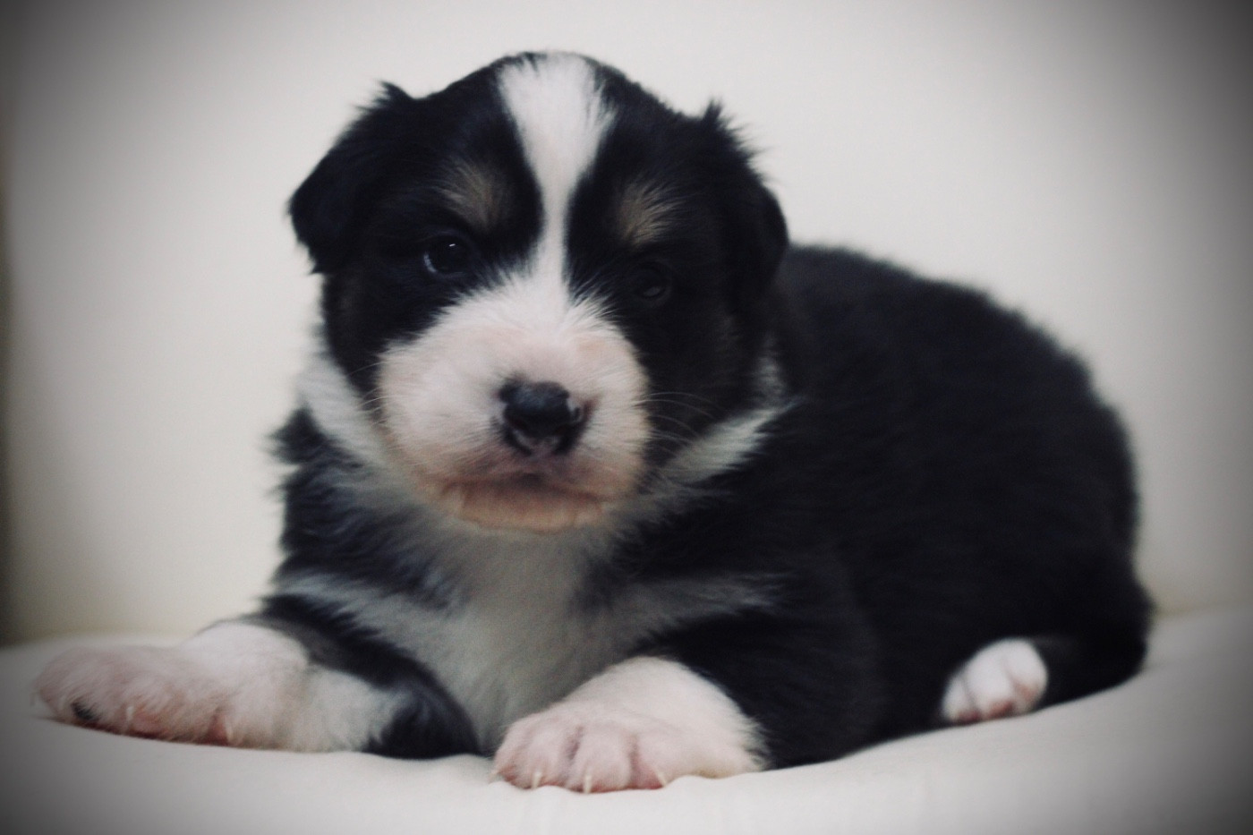 Du Joli Reve De Gelyna - Chiots disponibles - Berger Australien