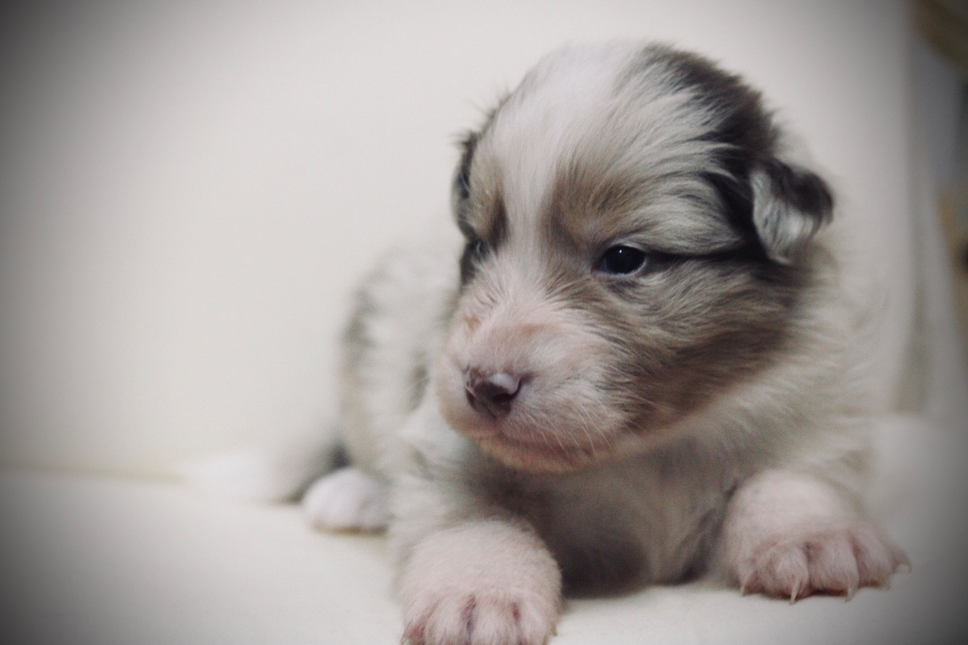 Du Joli Reve De Gelyna - Chiots disponibles - Berger Australien