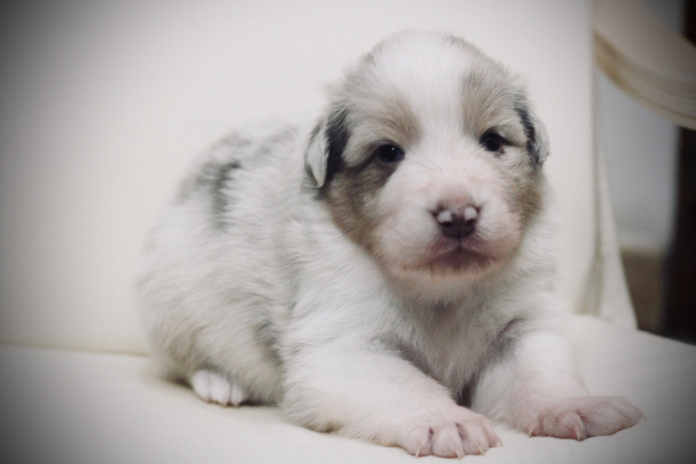 Du Joli Reve De Gelyna - Chiots disponibles - Berger Australien