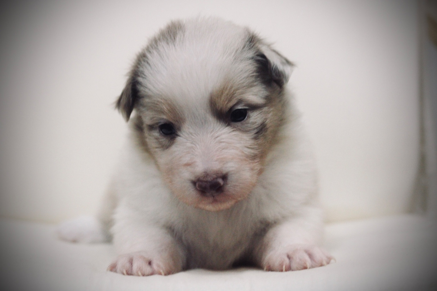 Du Joli Reve De Gelyna - Chiots disponibles - Berger Australien