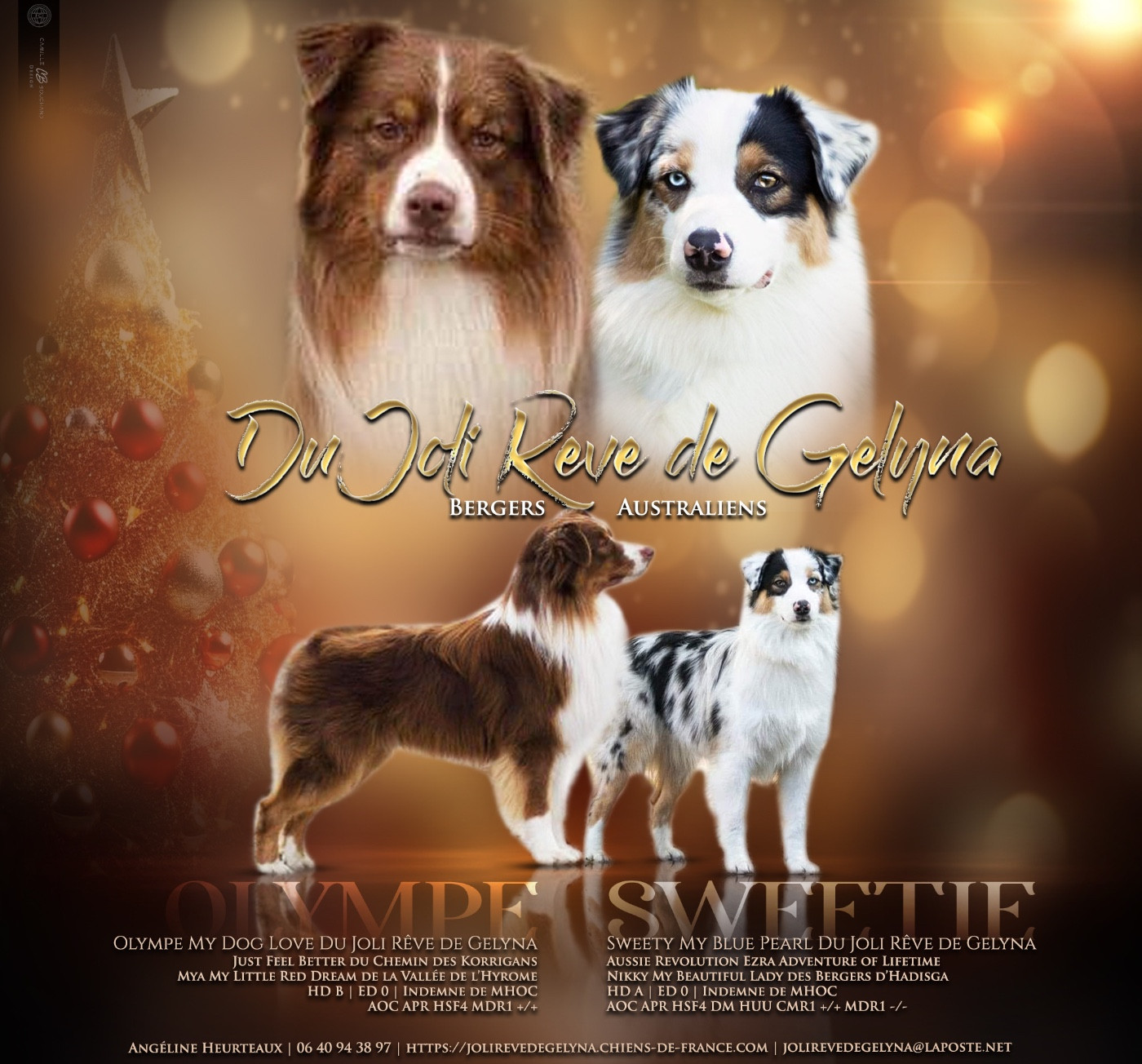 Chiot Berger Australien Du Joli Reve De Gelyna