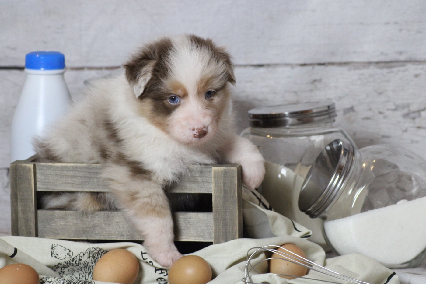 Du Joli Reve De Gelyna - Chiots disponibles - Berger Australien