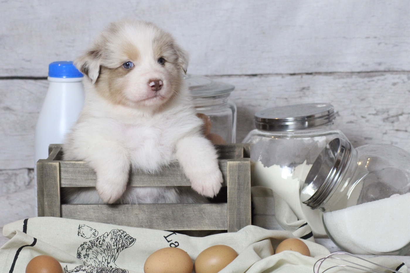 Du Joli Reve De Gelyna - Chiots disponibles - Berger Australien