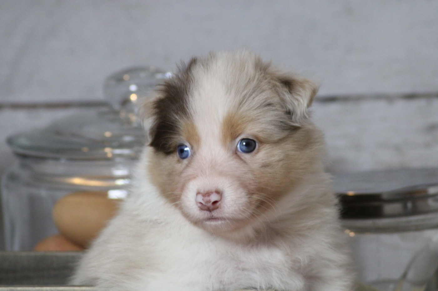 Du Joli Reve De Gelyna - Chiots disponibles - Berger Australien