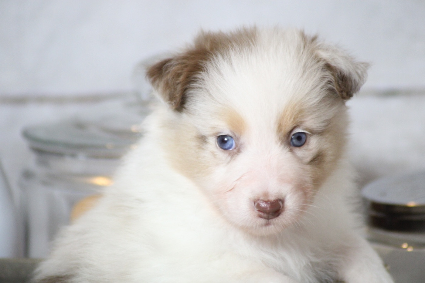 Du Joli Reve De Gelyna - Chiots disponibles - Berger Australien