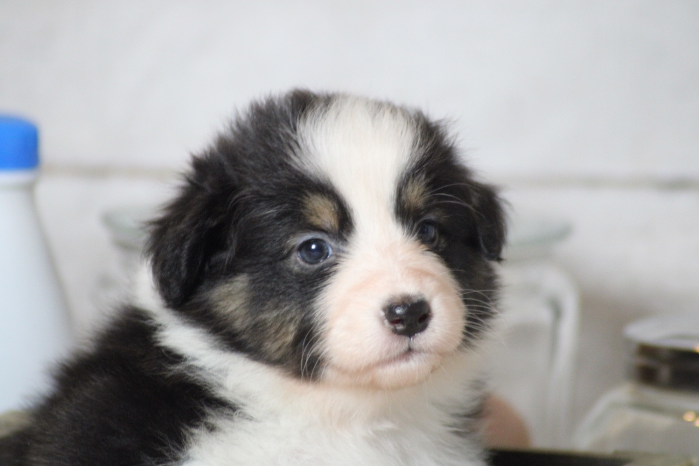 Du Joli Reve De Gelyna - Chiots disponibles - Berger Australien