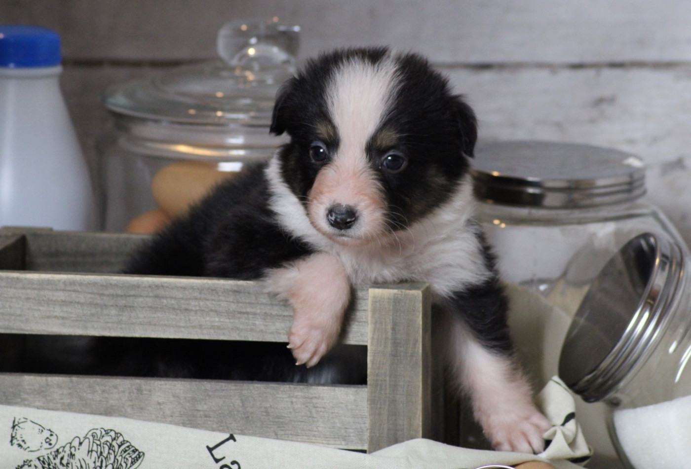 Du Joli Reve De Gelyna - Chiots disponibles - Berger Australien