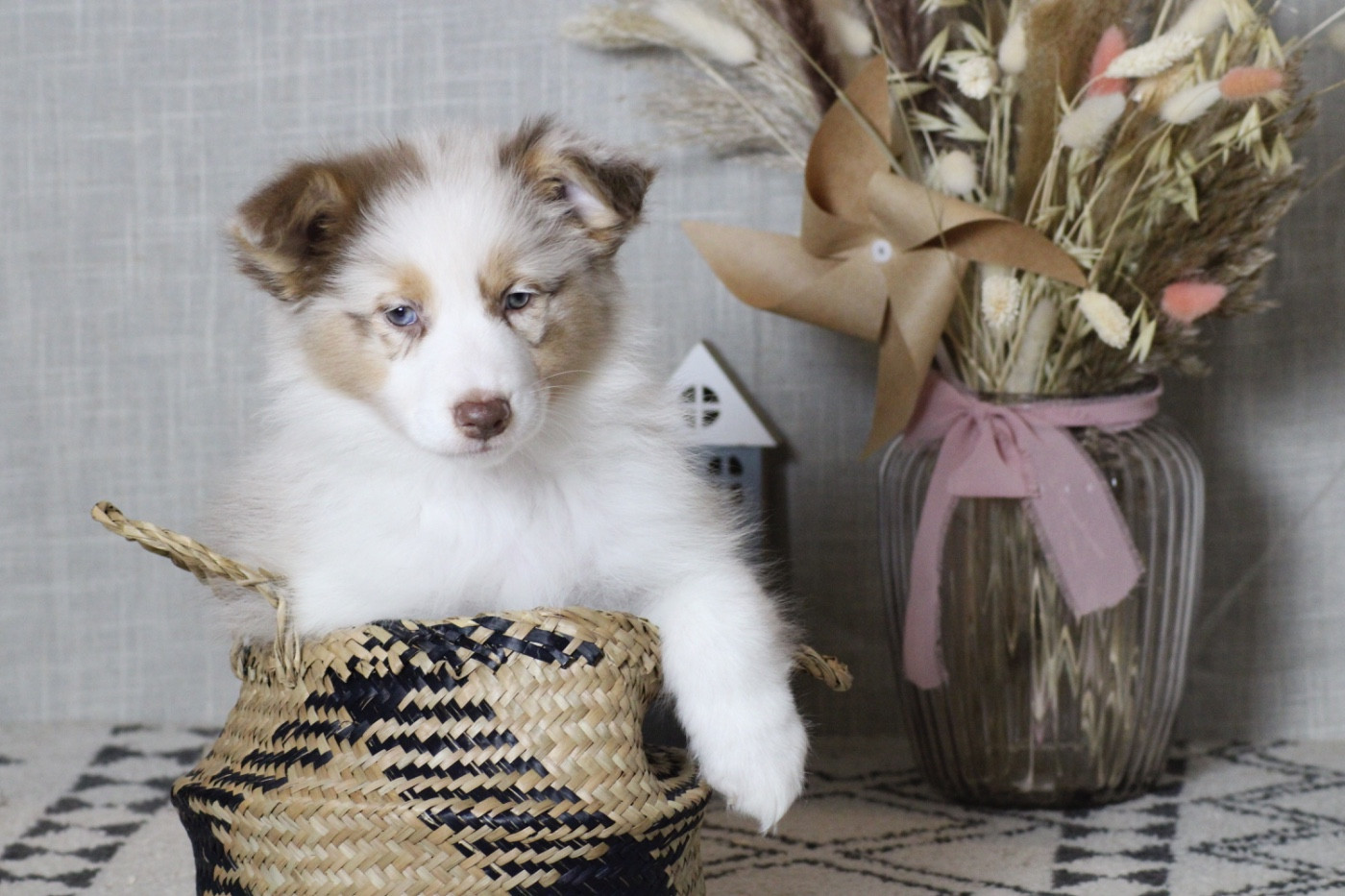 Du Joli Reve De Gelyna - Chiots disponibles - Berger Australien