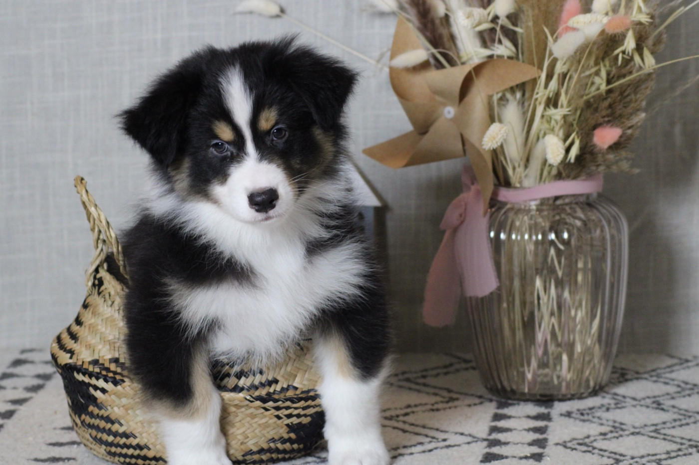 Du Joli Reve De Gelyna - Chiots disponibles - Berger Australien