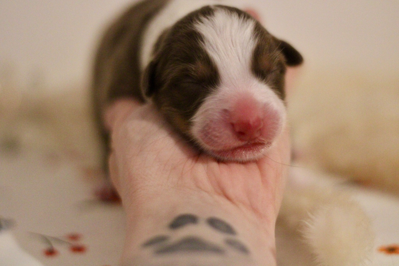 Du Joli Reve De Gelyna - Chiots disponibles - Berger Australien