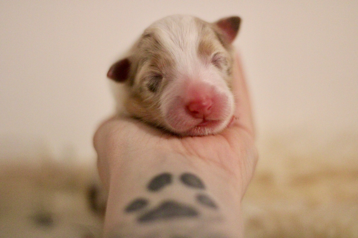 Du Joli Reve De Gelyna - Chiots disponibles - Berger Australien