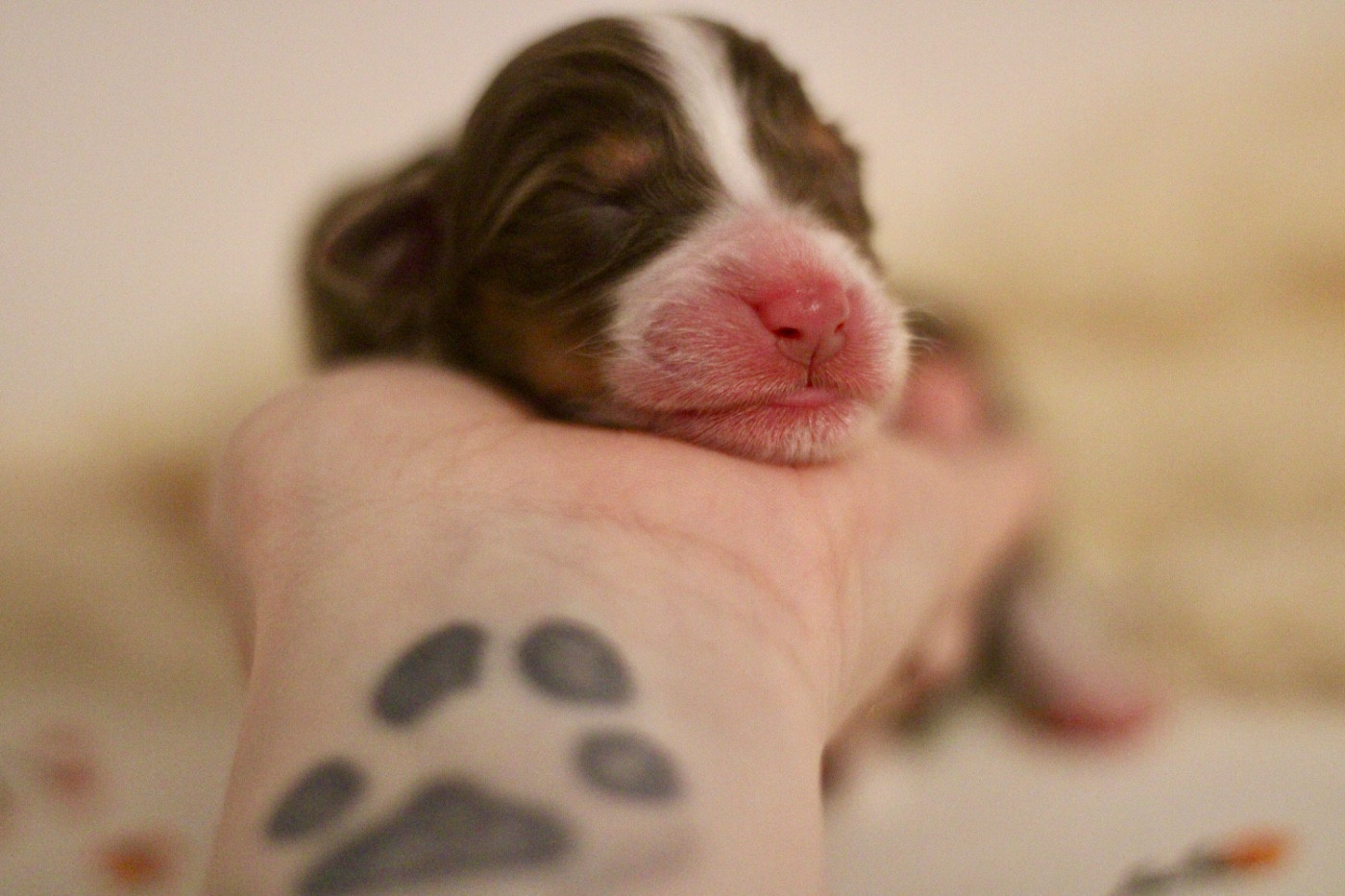Du Joli Reve De Gelyna - Chiots disponibles - Berger Australien