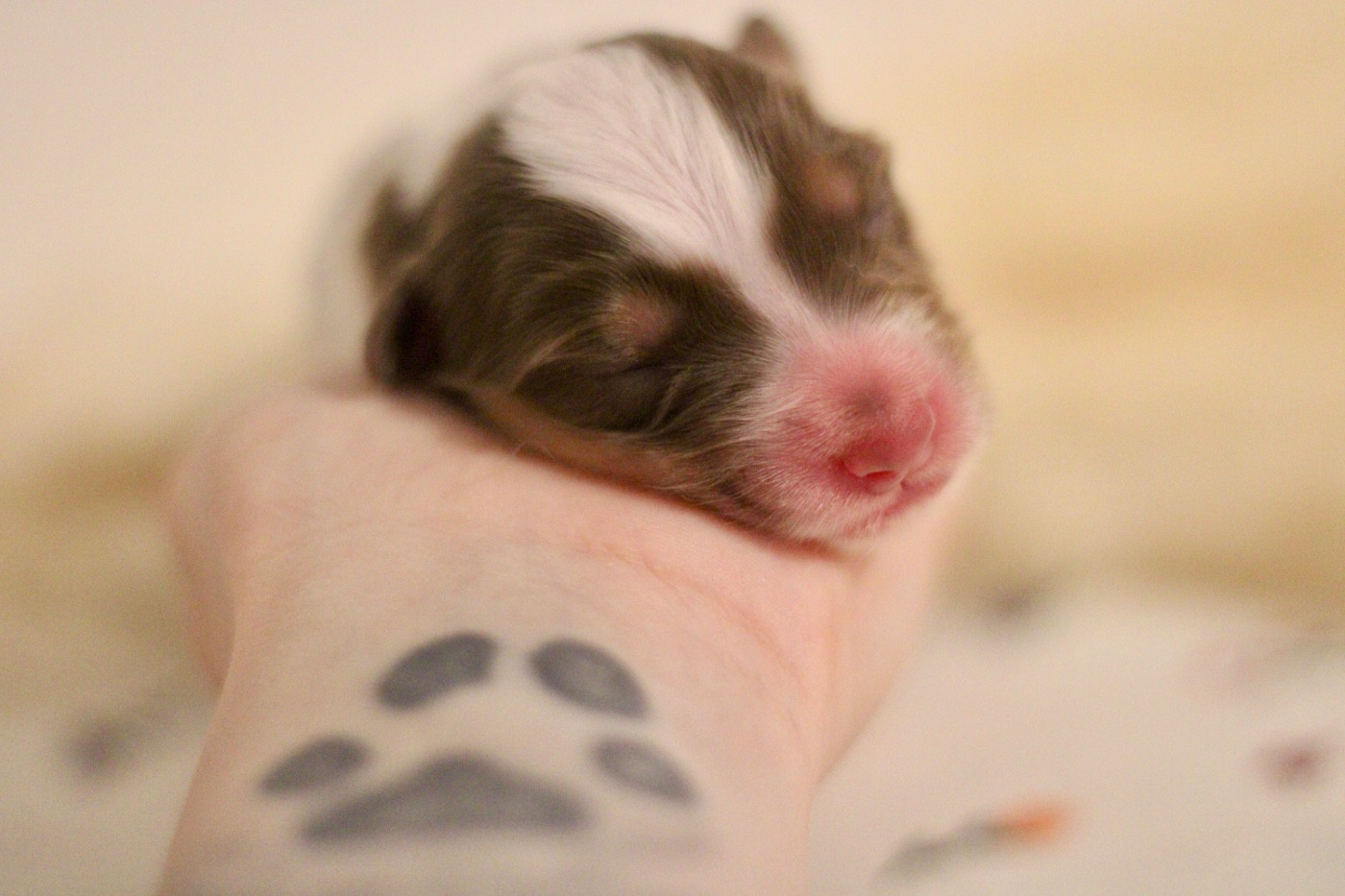 Du Joli Reve De Gelyna - Chiots disponibles - Berger Australien