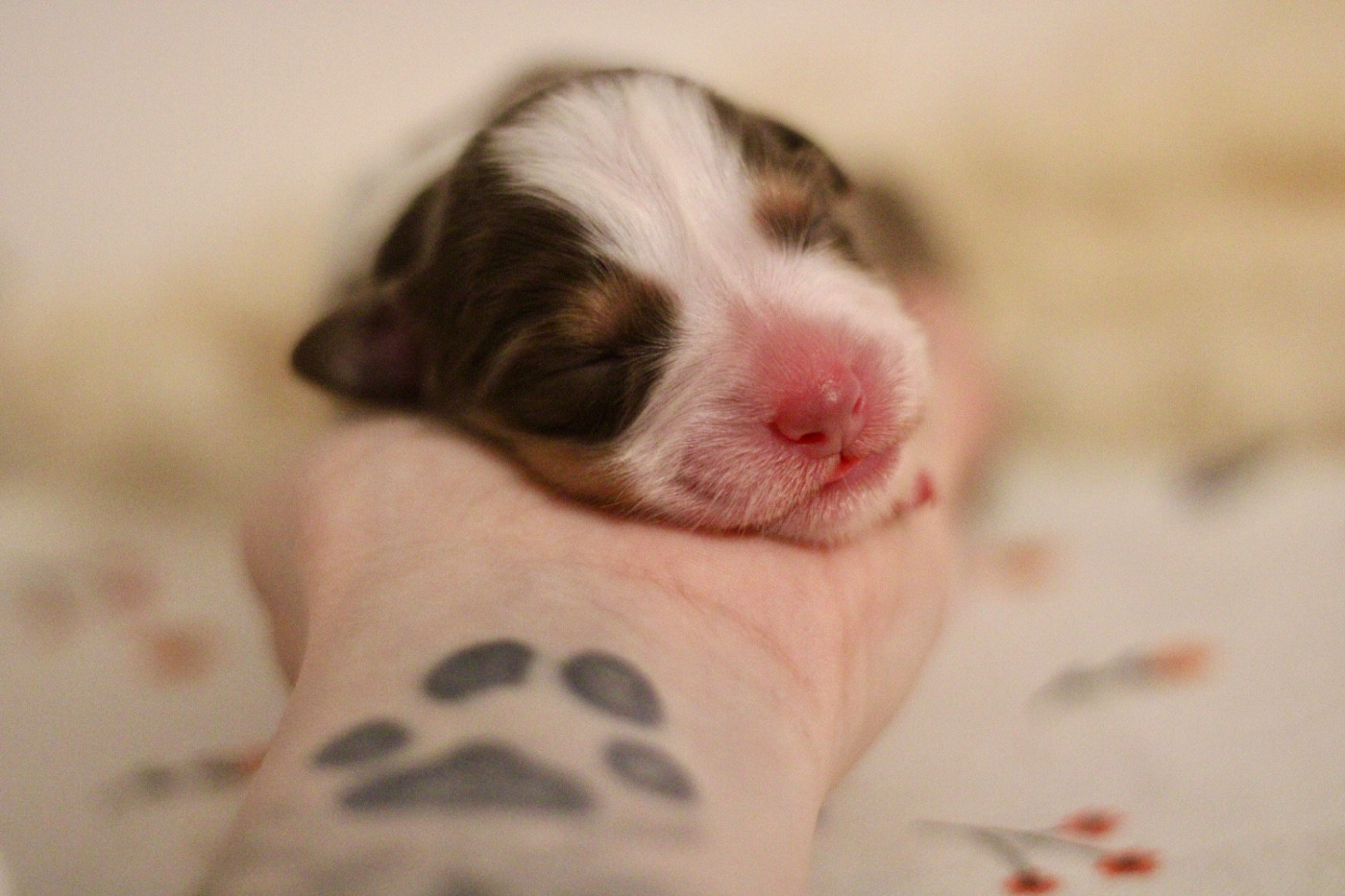 Du Joli Reve De Gelyna - Chiots disponibles - Berger Australien