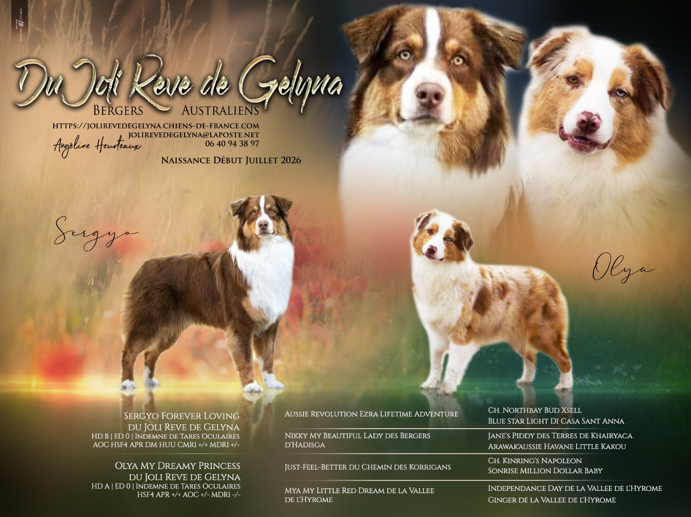 Chiot Berger Australien Du Joli Reve De Gelyna