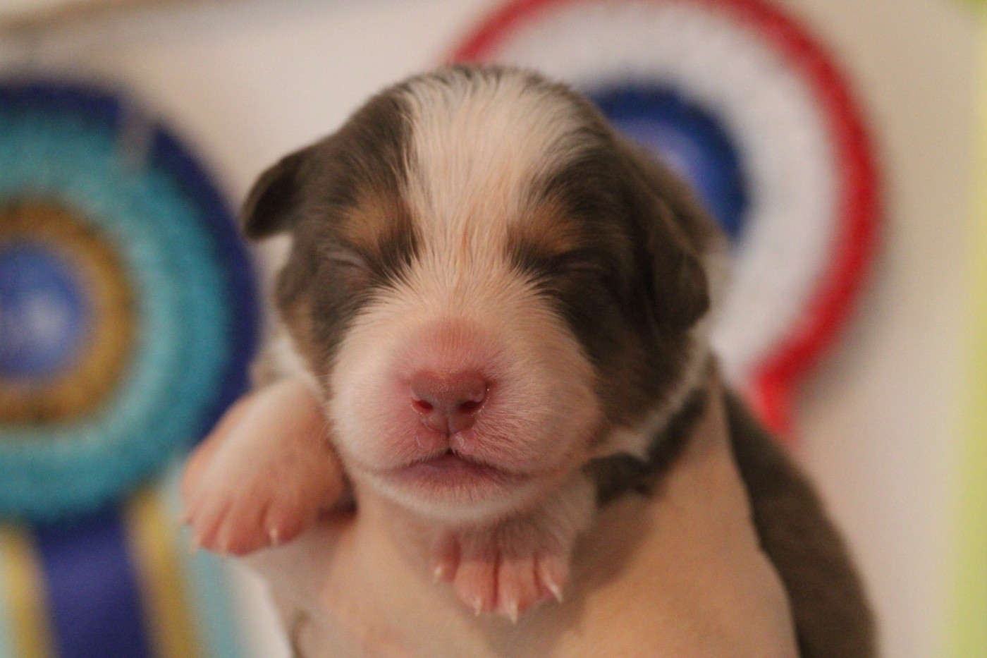 Du Joli Reve De Gelyna - Chiots disponibles - Berger Australien