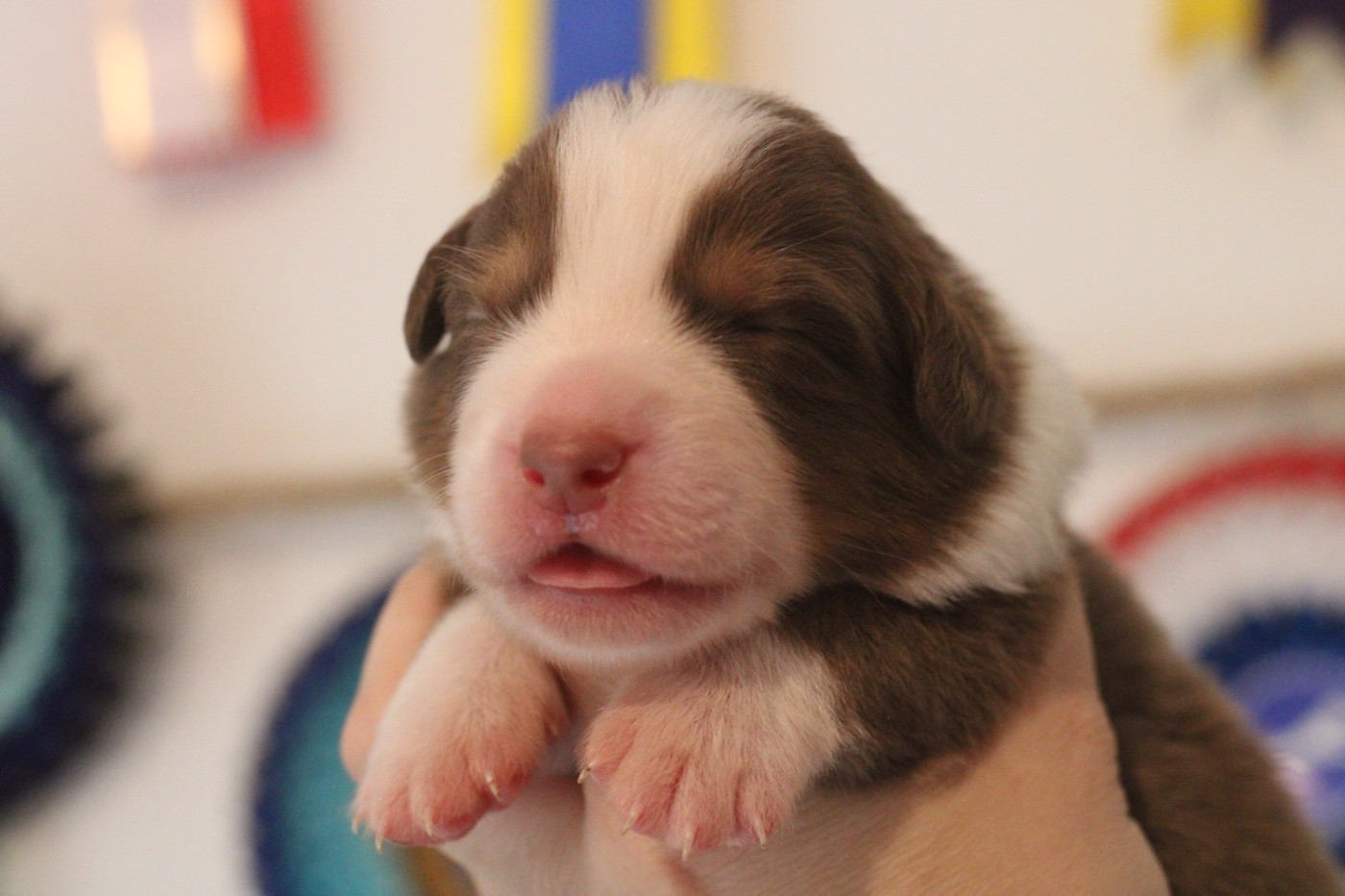 Du Joli Reve De Gelyna - Chiots disponibles - Berger Australien