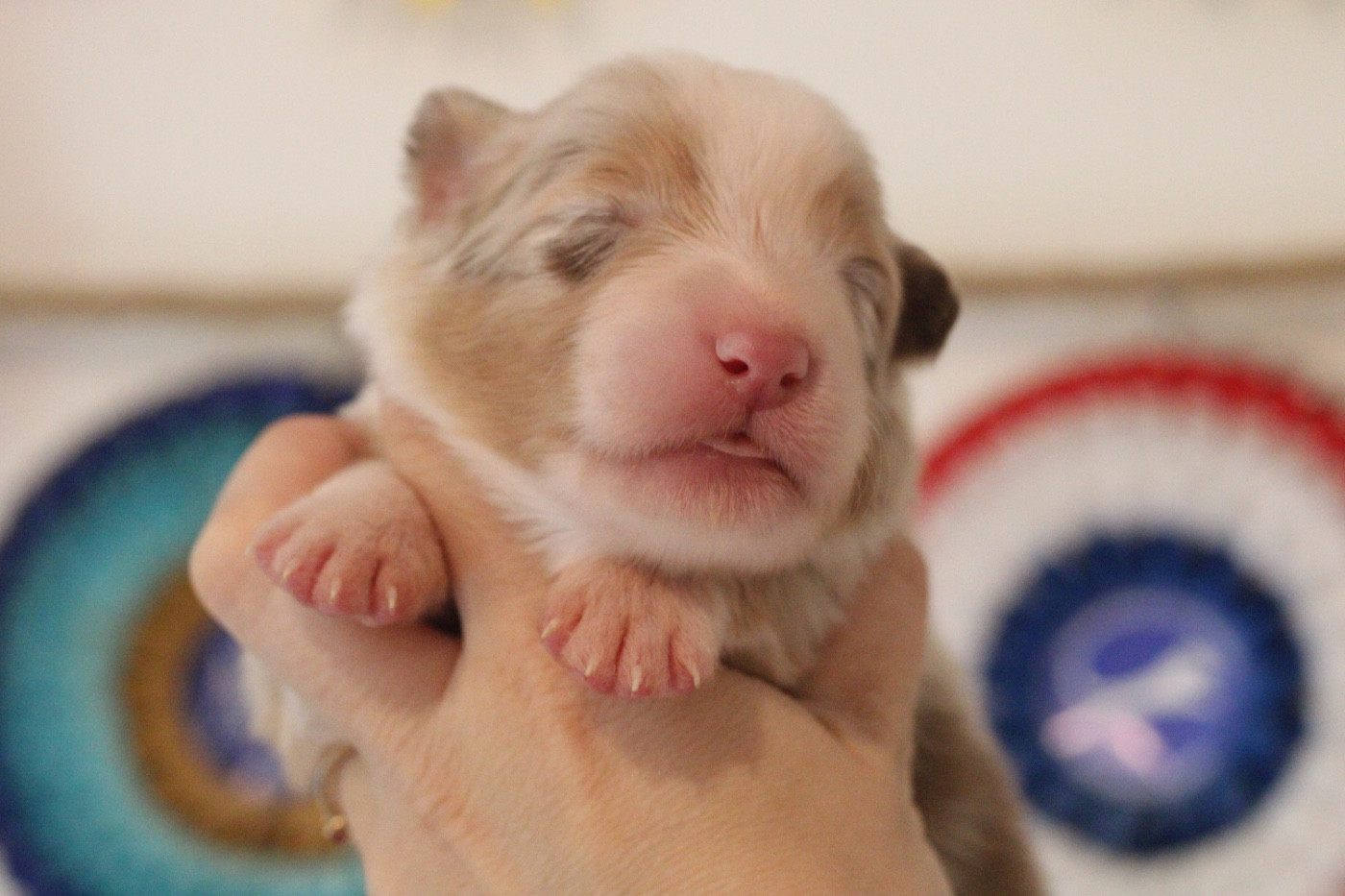 Du Joli Reve De Gelyna - Chiots disponibles - Berger Australien