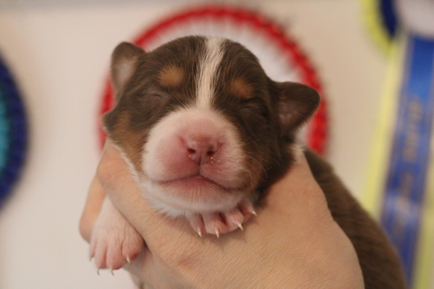 Du Joli Reve De Gelyna - Chiots disponibles - Berger Australien