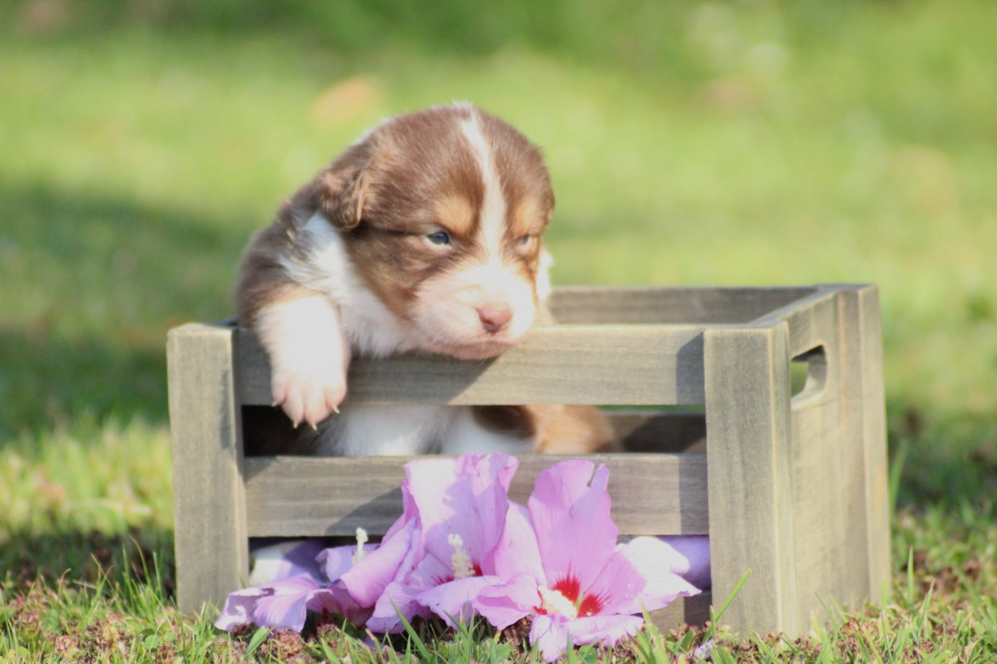 Du Joli Reve De Gelyna - Chiots disponibles - Berger Australien