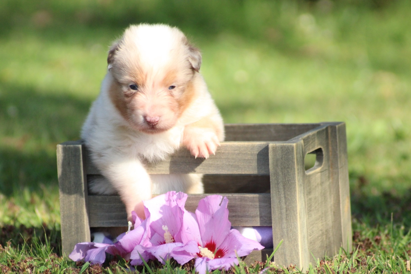 Du Joli Reve De Gelyna - Chiots disponibles - Berger Australien