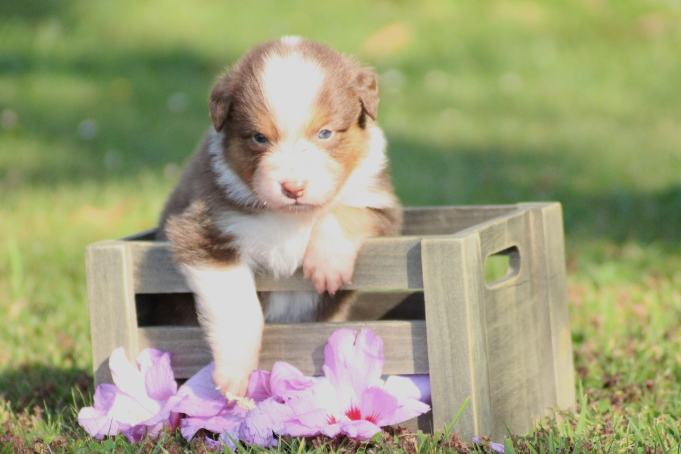 Du Joli Reve De Gelyna - Chiots disponibles - Berger Australien