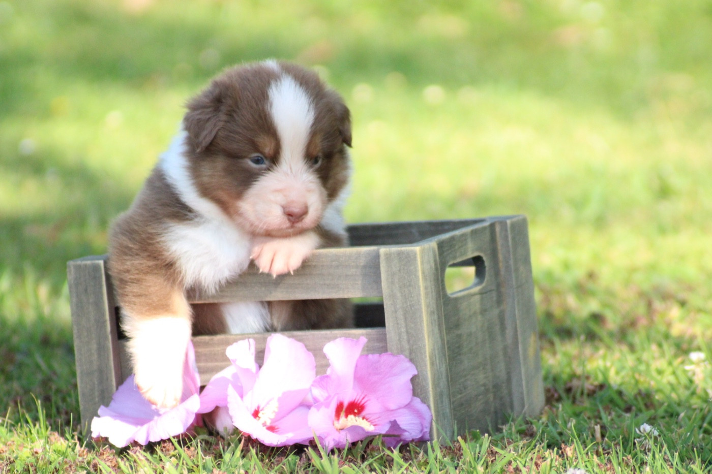 Du Joli Reve De Gelyna - Chiots disponibles - Berger Australien