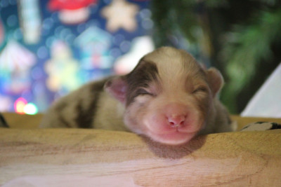 A merry Christmas PRALINE