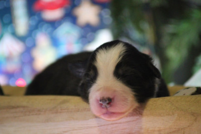 A merry christmas ETOILE