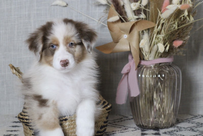 A merry christmas FLOCON