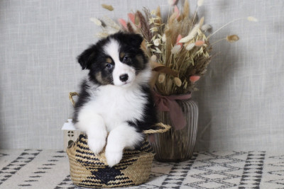 A merry christmas ETOILE