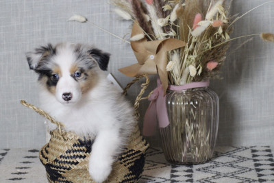 A merry christmas ELFIE