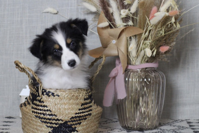 A merry christmas NOELLE