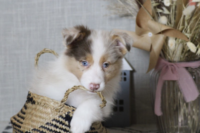 A merry Christmas PRALINE