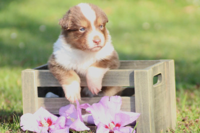 Bluebell